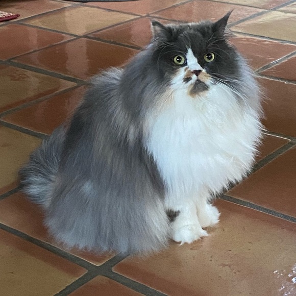 Meet your Posher, JB - Picture 3 of 3